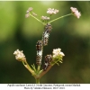 papilio machaon larva3